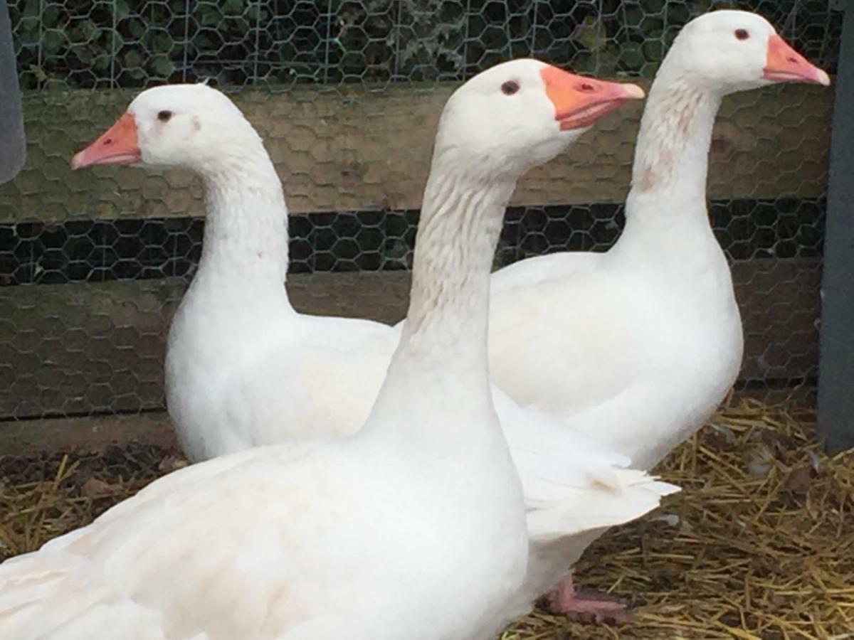 Willow Court Farm Studio East & Petting Farm, 8 Mins To Legoland & Windsor, 15 Mins To Lapland Uk Exterior photo