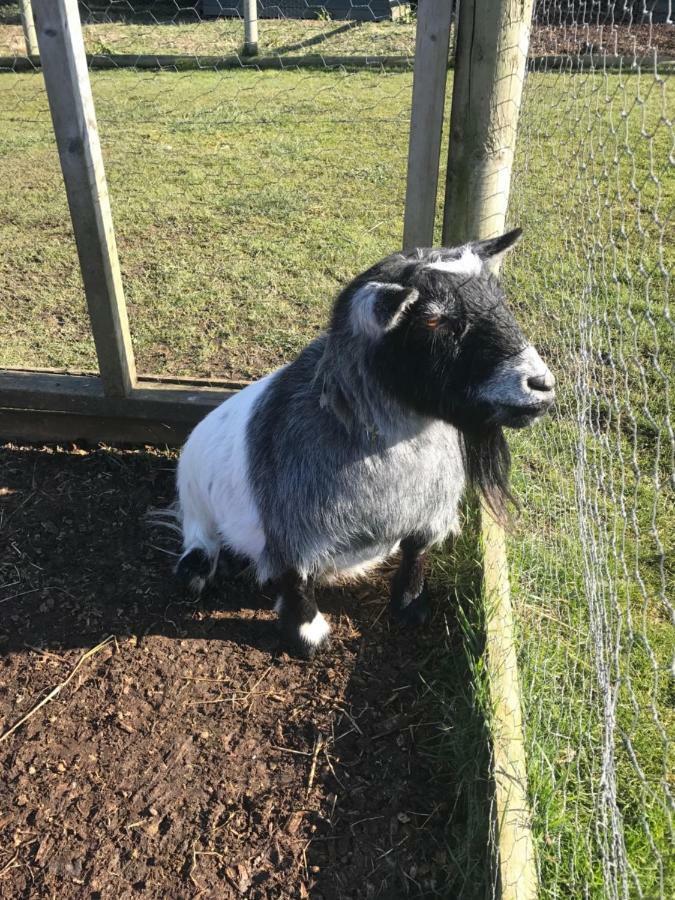 Willow Court Farm Studio East & Petting Farm, 8 Mins To Legoland & Windsor, 15 Mins To Lapland Uk Exterior photo