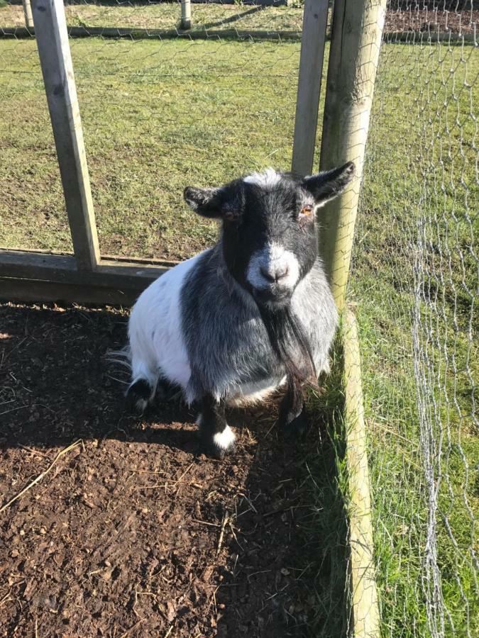 Willow Court Farm Studio East & Petting Farm, 8 Mins To Legoland & Windsor, 15 Mins To Lapland Uk Exterior photo